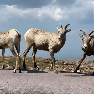 Scenic Tour of the Pikes Peak Highway at 111 E Cimarron St, Colorado Springs, United States Lizp.com Special Offers, Deals & Discounts in USA